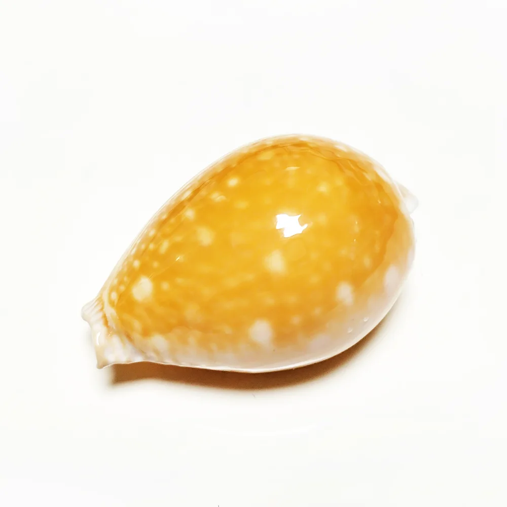 

Ракушка каури Perisserosa Guttata