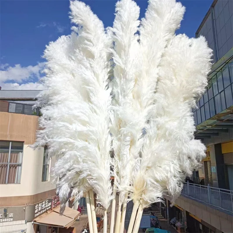 

120cm White Natural Pampas Grass Decor Tall Beige Large Dried Pampas for Boho Wedding Flower Arrangements Garden Home Room Decor