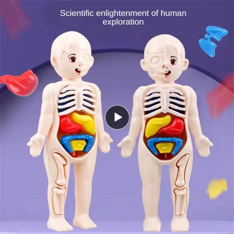 

Human Organ Structure Model Diy Childrens Early Education
