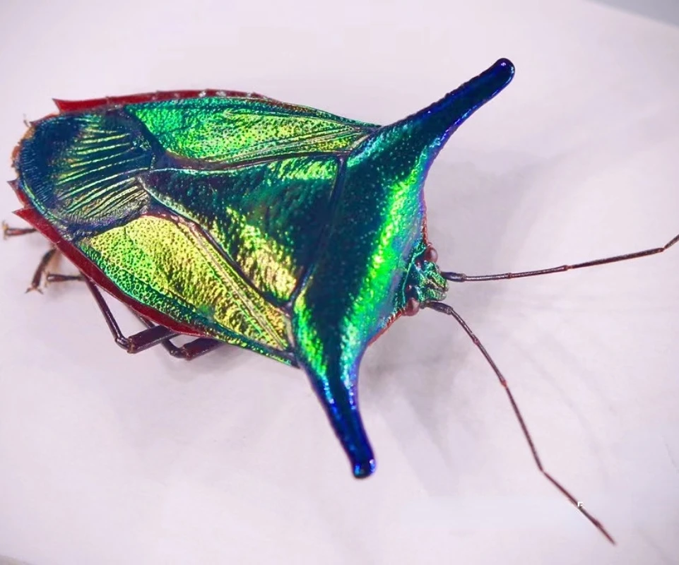 Peruvian metal hornbug A1/A-tropical real beetle steam insect photography collection natural gift home decor