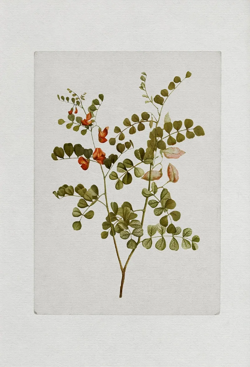 

Винтажные ботанические деревенские настенные цветы травы художественный постер холст живопись настенные принты картина для гостиной домашний декор Cuadros