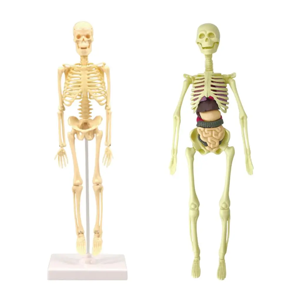 

Model Realistic Body Anatomy for Learning Science Teaching