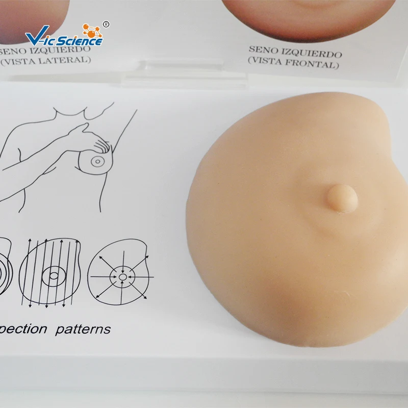 Promotional Products Human Pathological Anatomy Breast Model
