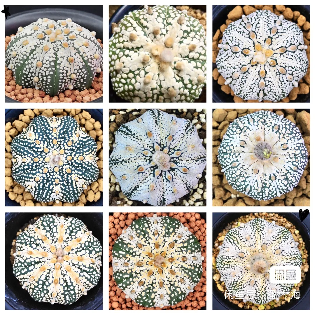 

10PCS " Xindou - Astrophytum asterias Cactus " Semillas
