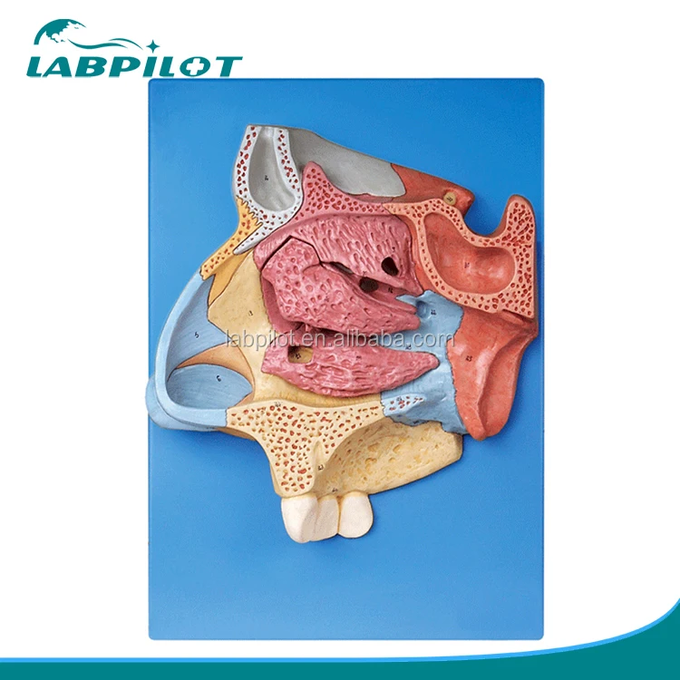 

High Quality Nasal Cavity Model,Nose Anatomy Model