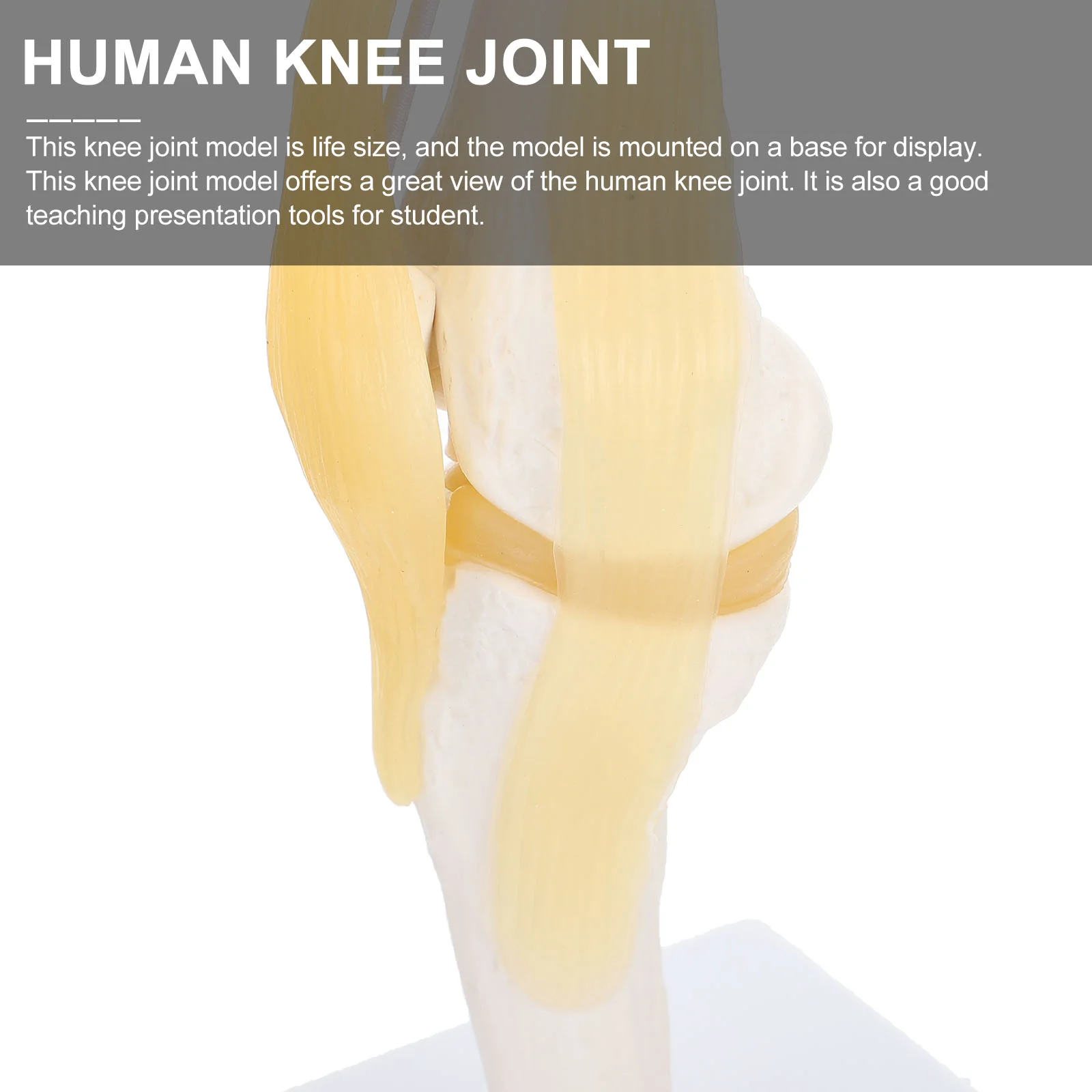 Рисунок 5 - Анатомическое пособие для реального человека