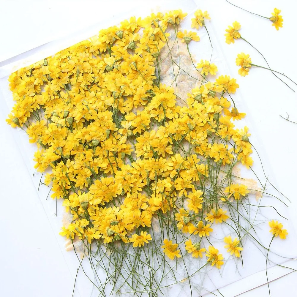 Женский гербарий для украшений открыток закладок в рамке