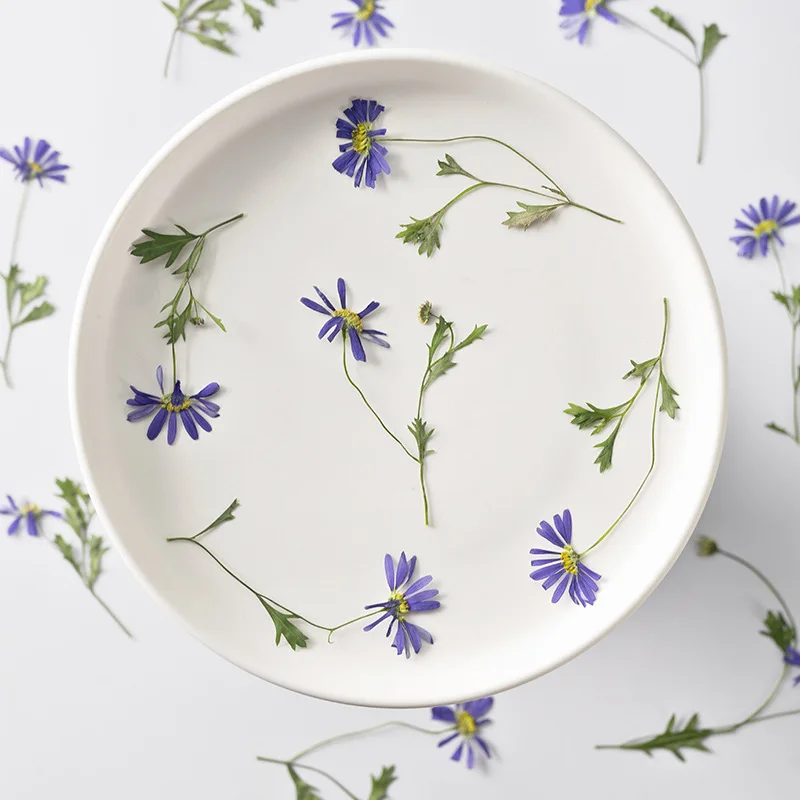 

Pressed Dried Aster Indicus Flower Dry Plants Necklace Jewelry Making Craft DIY Accessories Artificial Flower Decorations 24Pcs