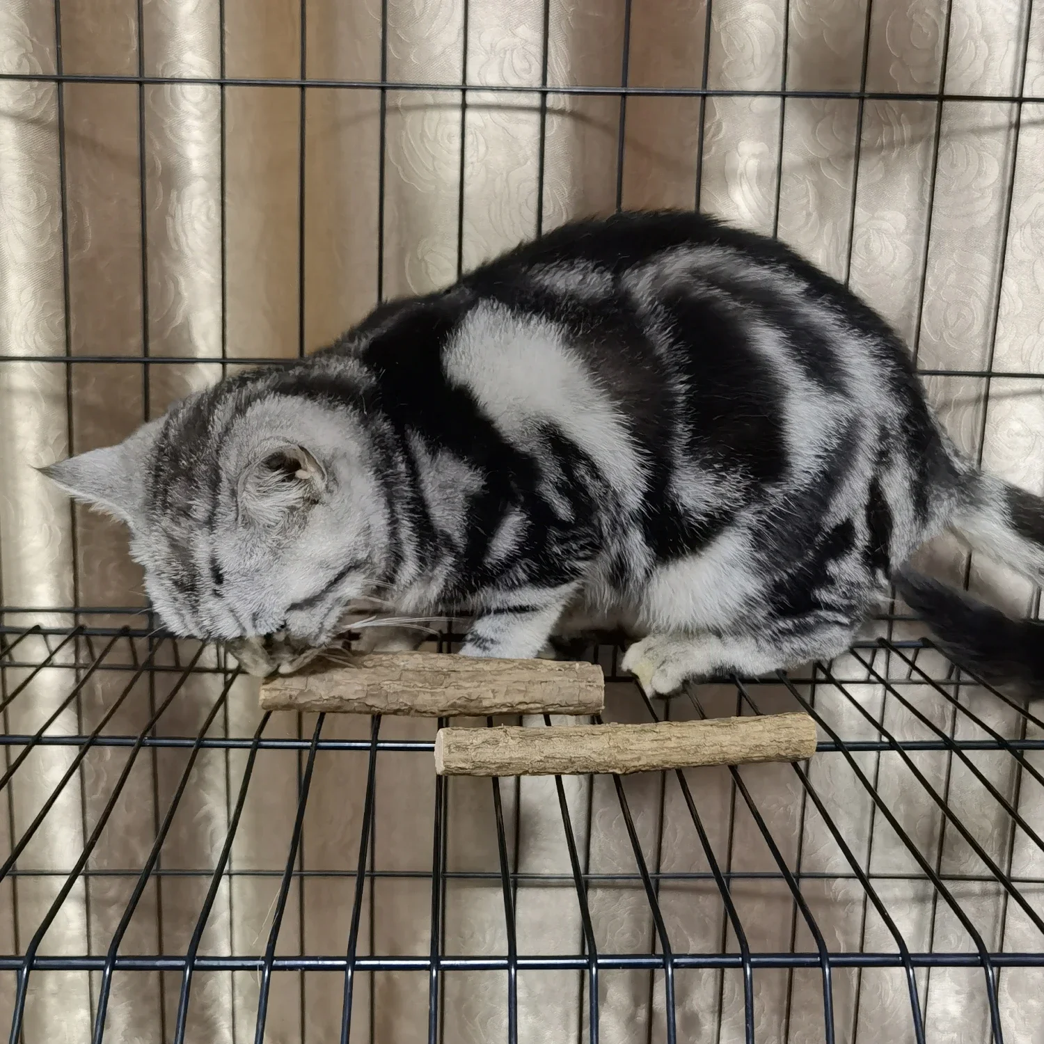 1950 г игрушки для кошек палочки из кошачьей мяты натуральные мататаби серебряная