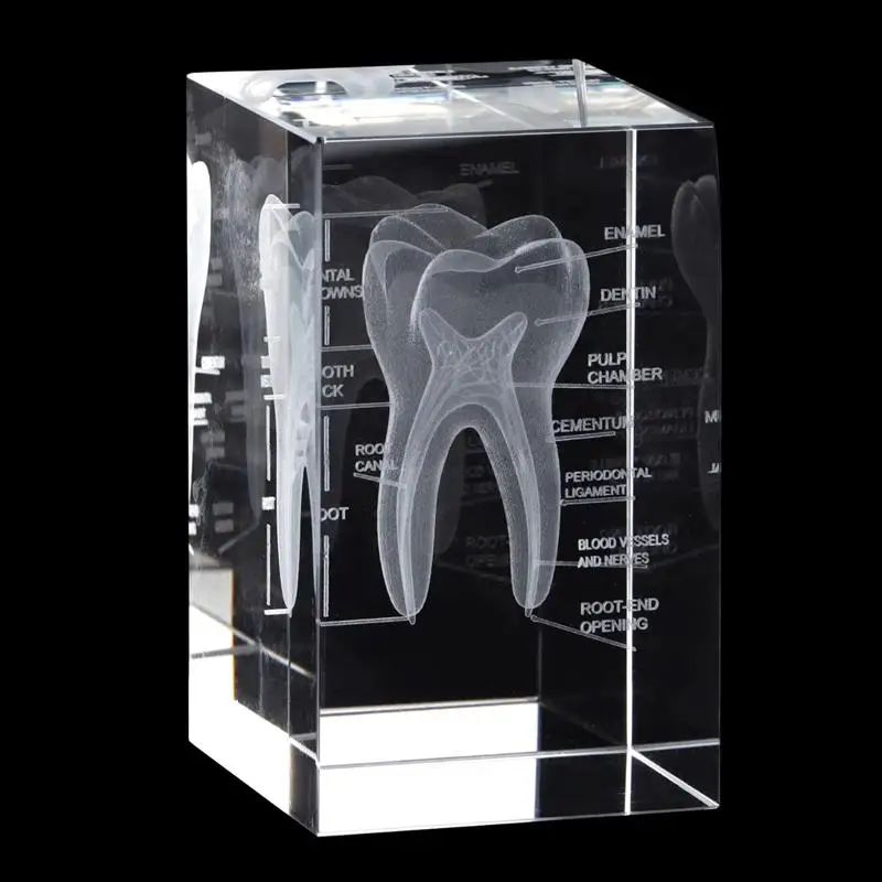 3D Crystal Human Tooth Model Cubic Laser Etched Anatomical For Home And Office Hospital Decoration Dentists Gifts