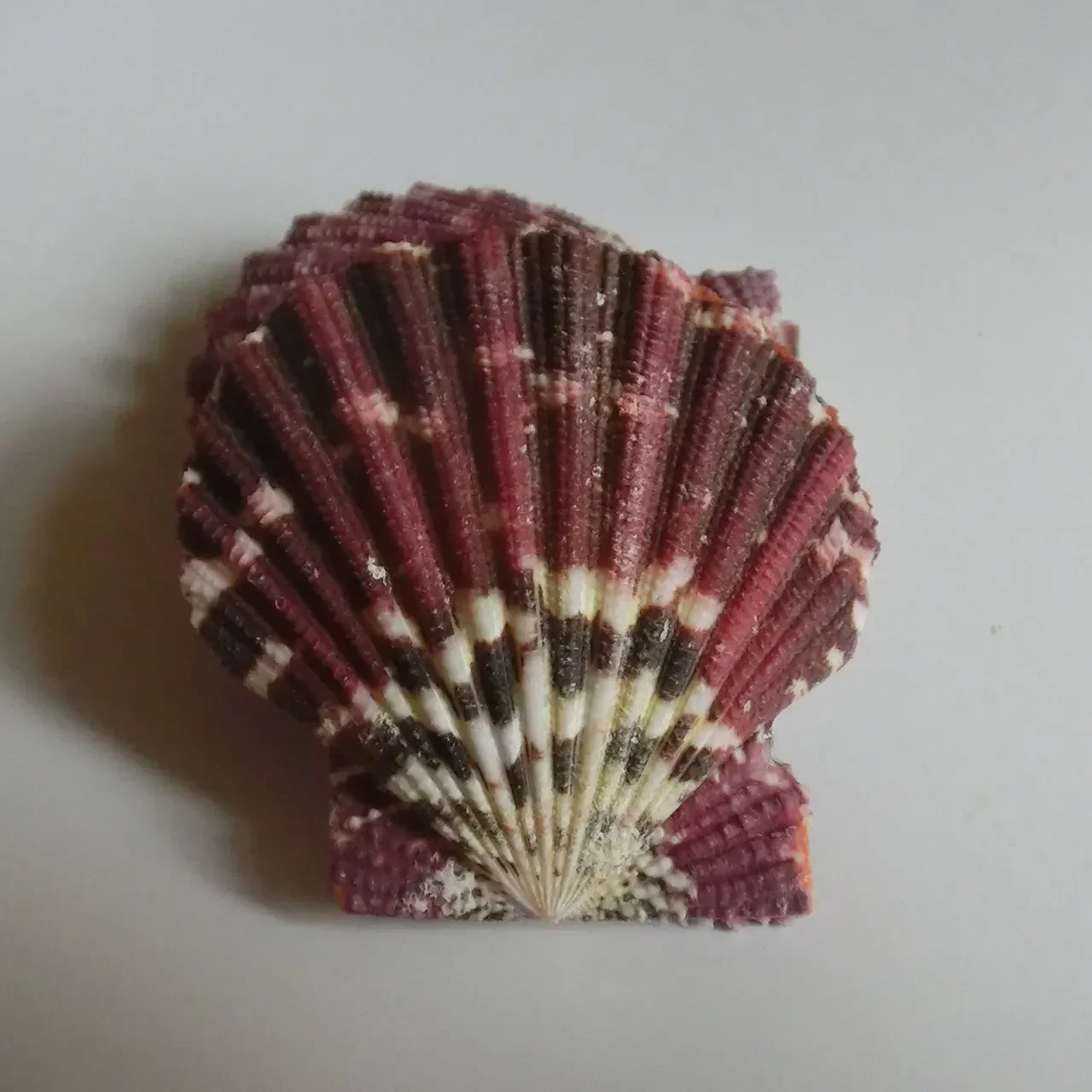 Натуральная маленькая ракушка цвет гребешок масляная живопись фото реквизит