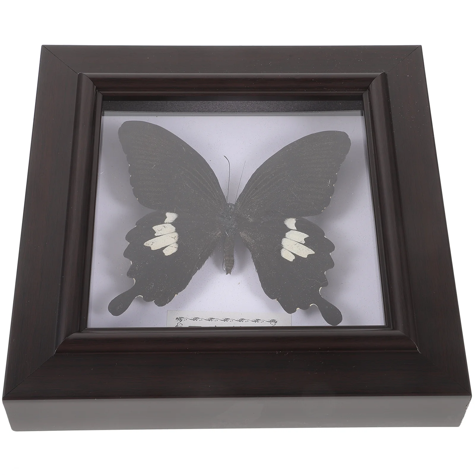 

Specimen Frame Framed Taxidermy Display Decor Home Collection Butterflies Toy Education Science Lover Artwork Box Shadow Gift