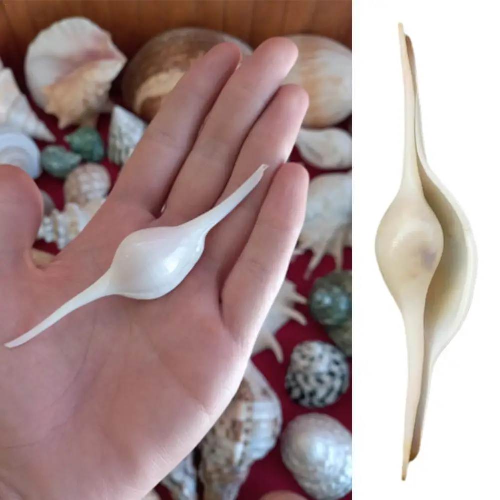 

1pc rare Marine Shell Natural Seashell Conch Beach Nautical Home Decor Shells Specimen Collectibles Fish Tank Landscape