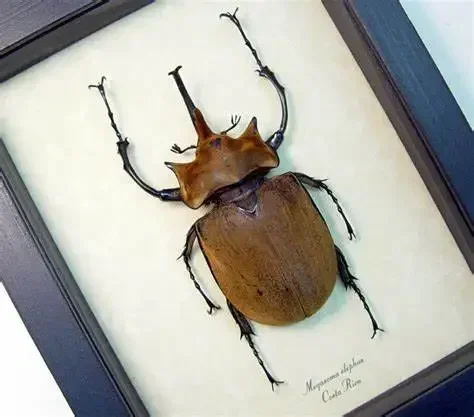 Образец насекомых настоящего жука Золотая черепаха Насекомые Жук