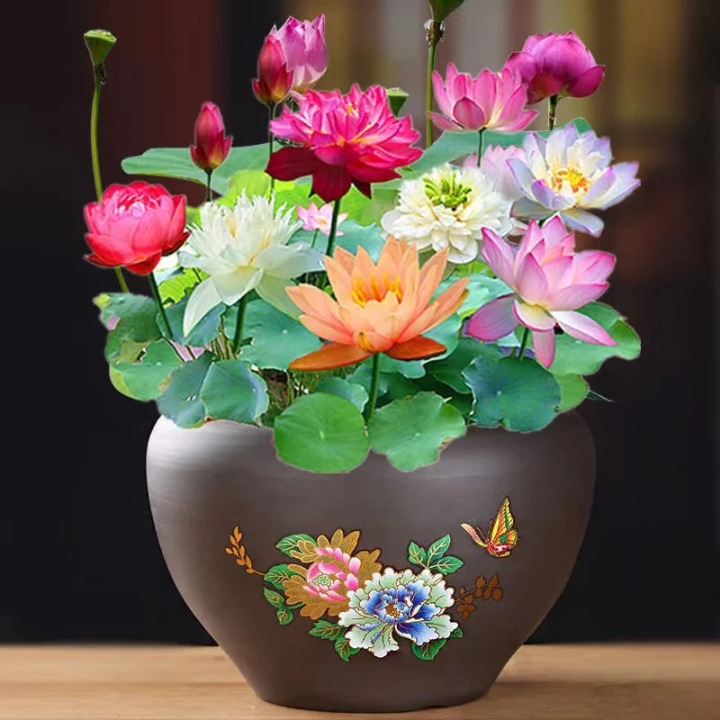 

Водяная Лилия с цветком лотоса 5 шт.