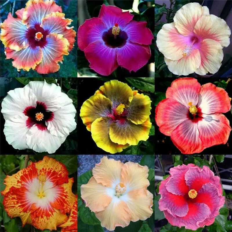 

50PCS Colorful " Hibiscus rosa-sinensis " Fleshy Rose Incense Nature Plants Fresh Succulent Flowers Incense