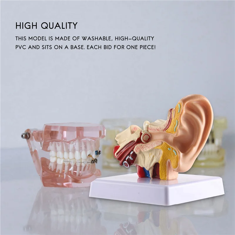 

Анатомическая модель уха 1.5X