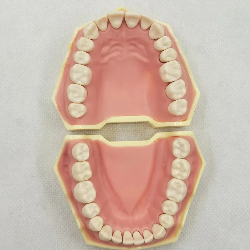 Модель зубной резины модель для обучения резинки оборудование стоматологии