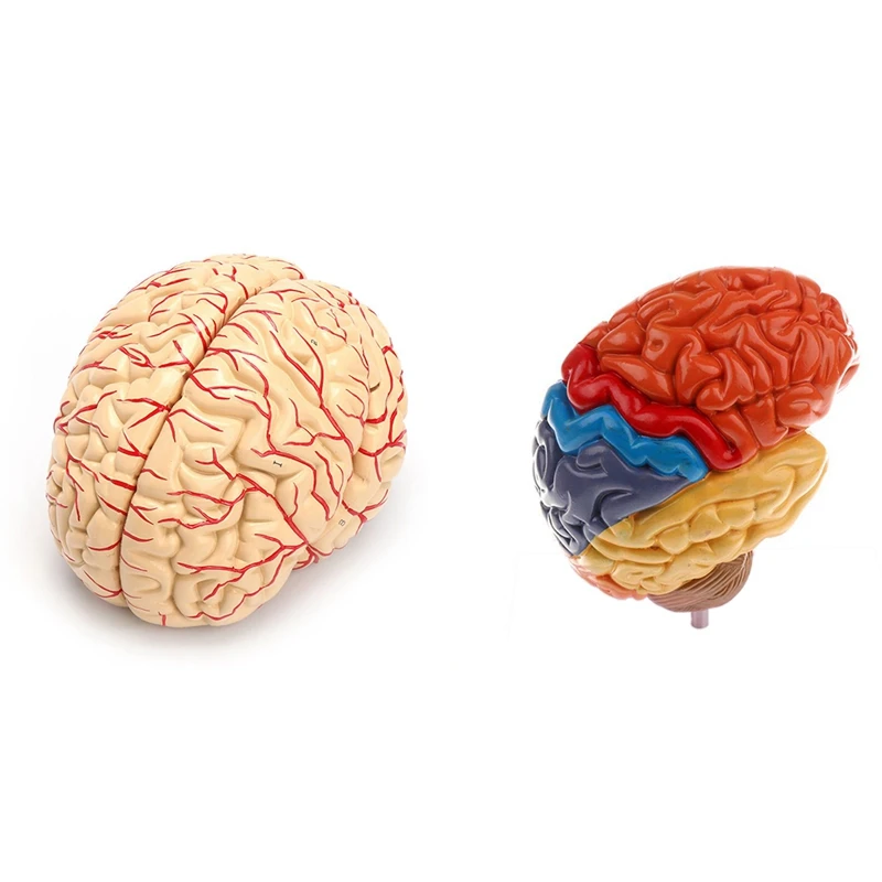 2 Pcs Cerebral Anatomical Model Anatomy Teaching Lab Supplies, Human Brain Model & Half Brain Model