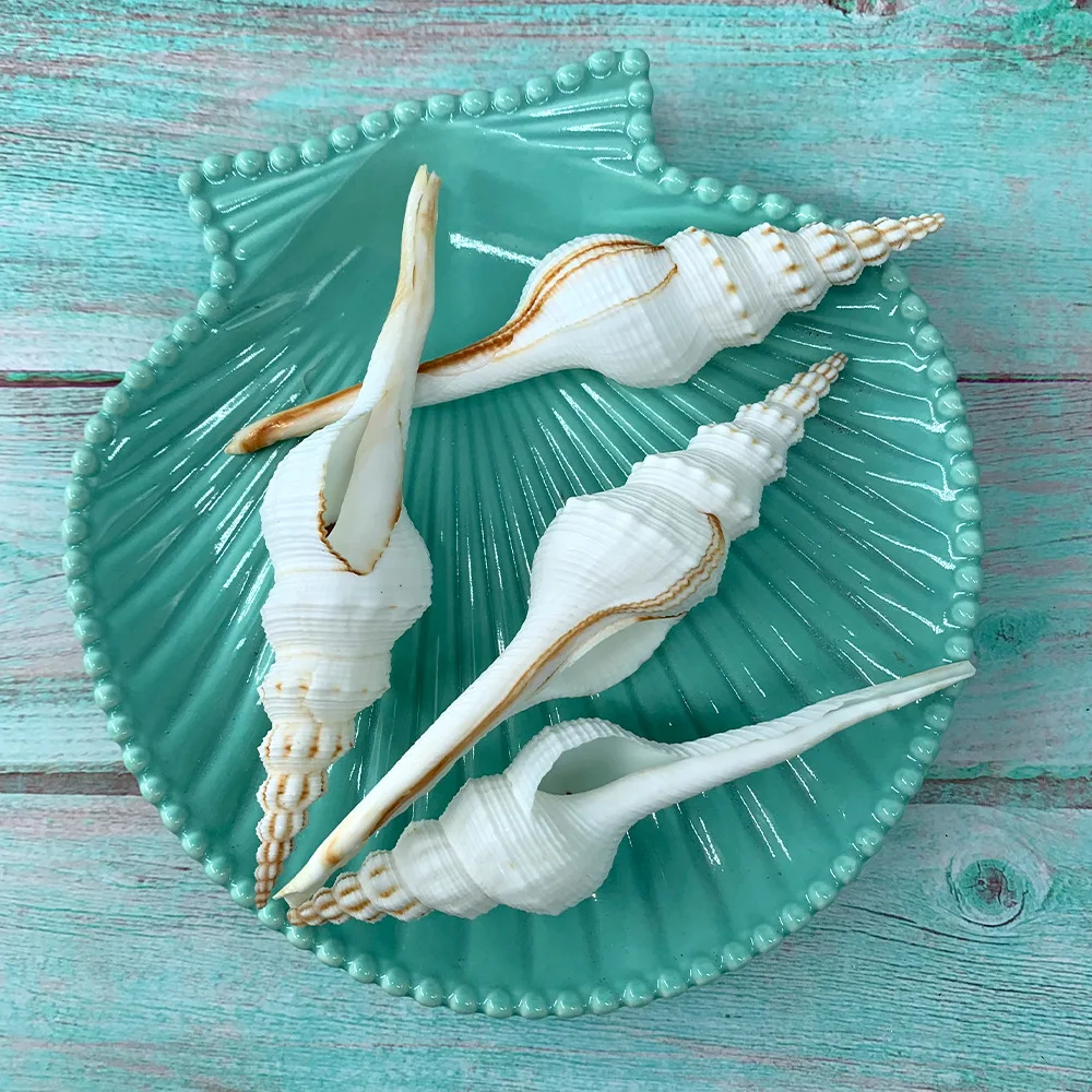 

4PCS Natural Conch Changting Snail White Fairy Snail Marine Biological Specimen Aquarium Decoration Sea Shells Jewelry DIY