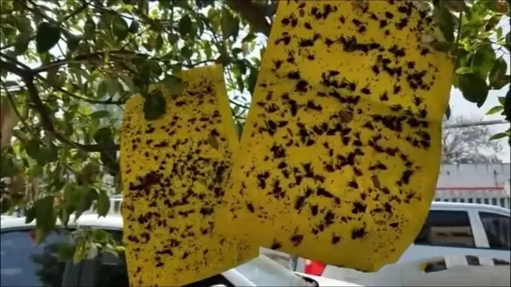 20/10/5 шт. наклейки-ловушки для фруктов