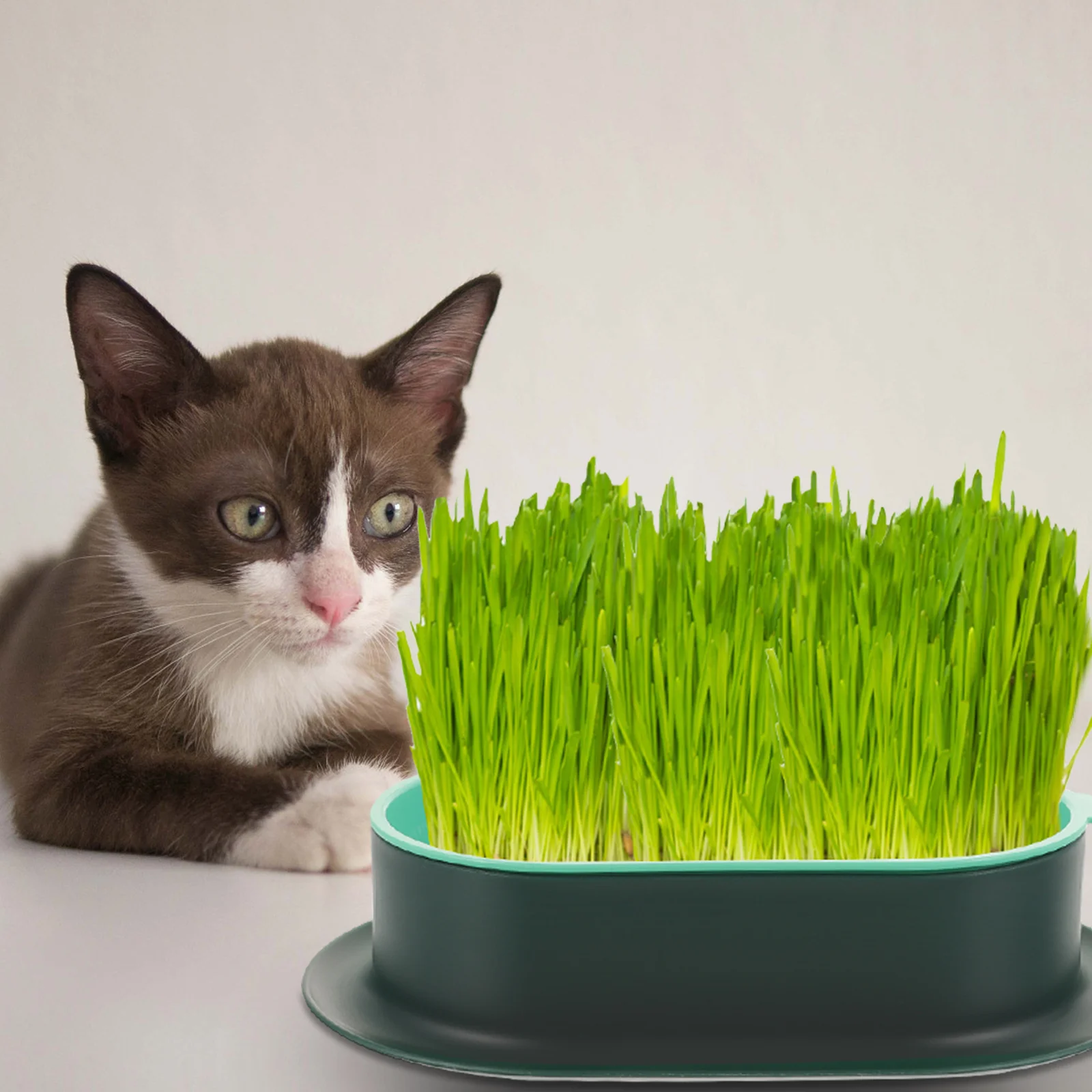 

Plants Pets Cat Litter Box Grass Hydroponic Tray Home Catnip Cultivation Planter Hydroponics Plastic