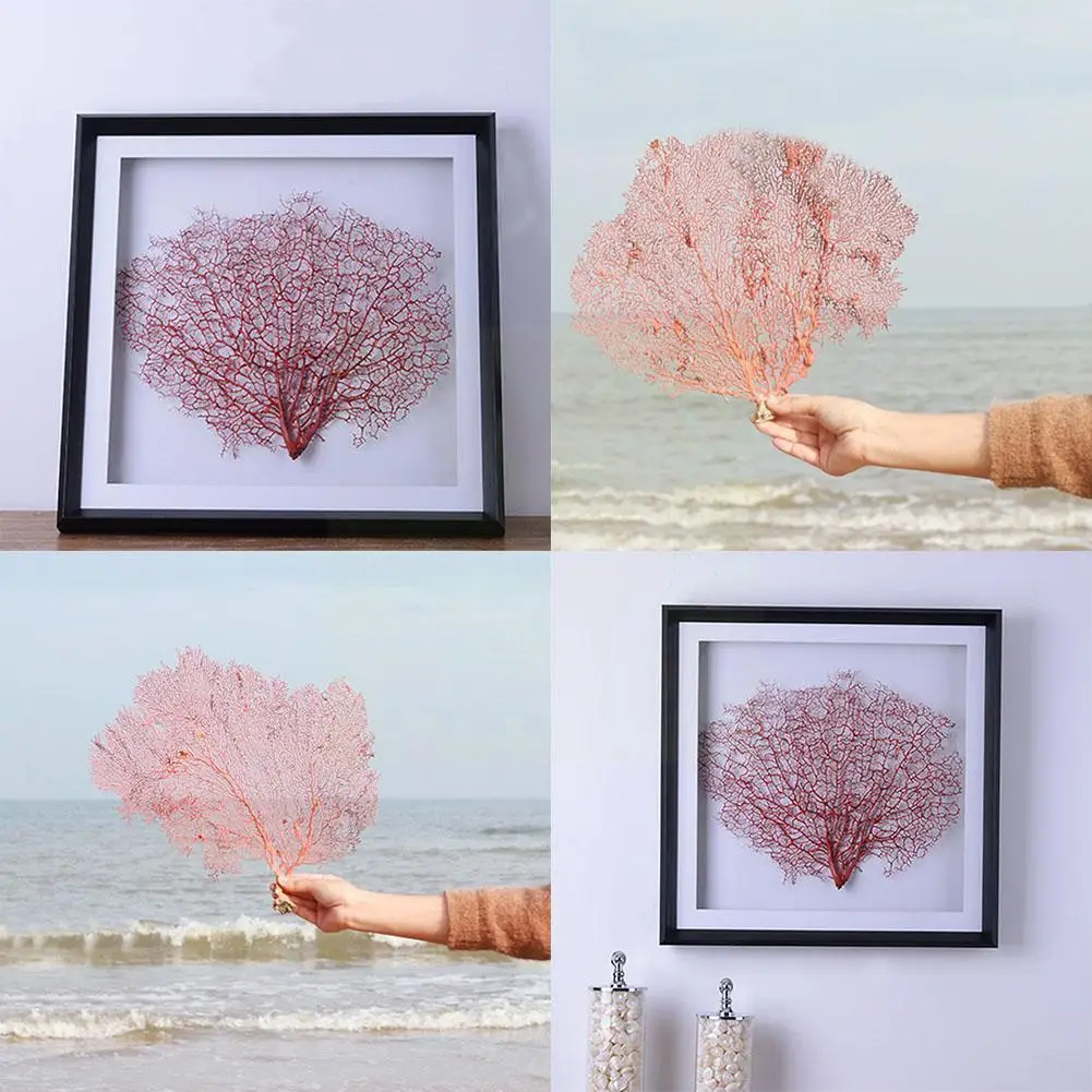 

Natural Conch Red Sea Willow Sea Iron Tree Submarine Framed Landscaping Photo Home Frame Coral Tree Decoration Decora A9g8
