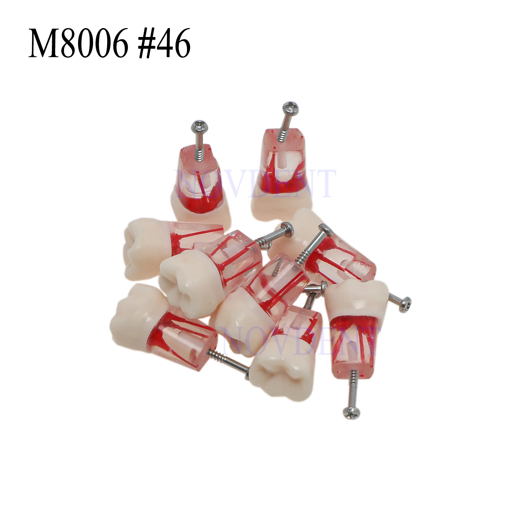 10 шт. стоматологическая модель RCT Typodont M8006 # 46 зубов с эндокорневым каналом