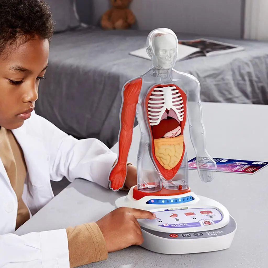 

Human Torso Body Model Toys Realistic Science Removable Learning Ages 8+