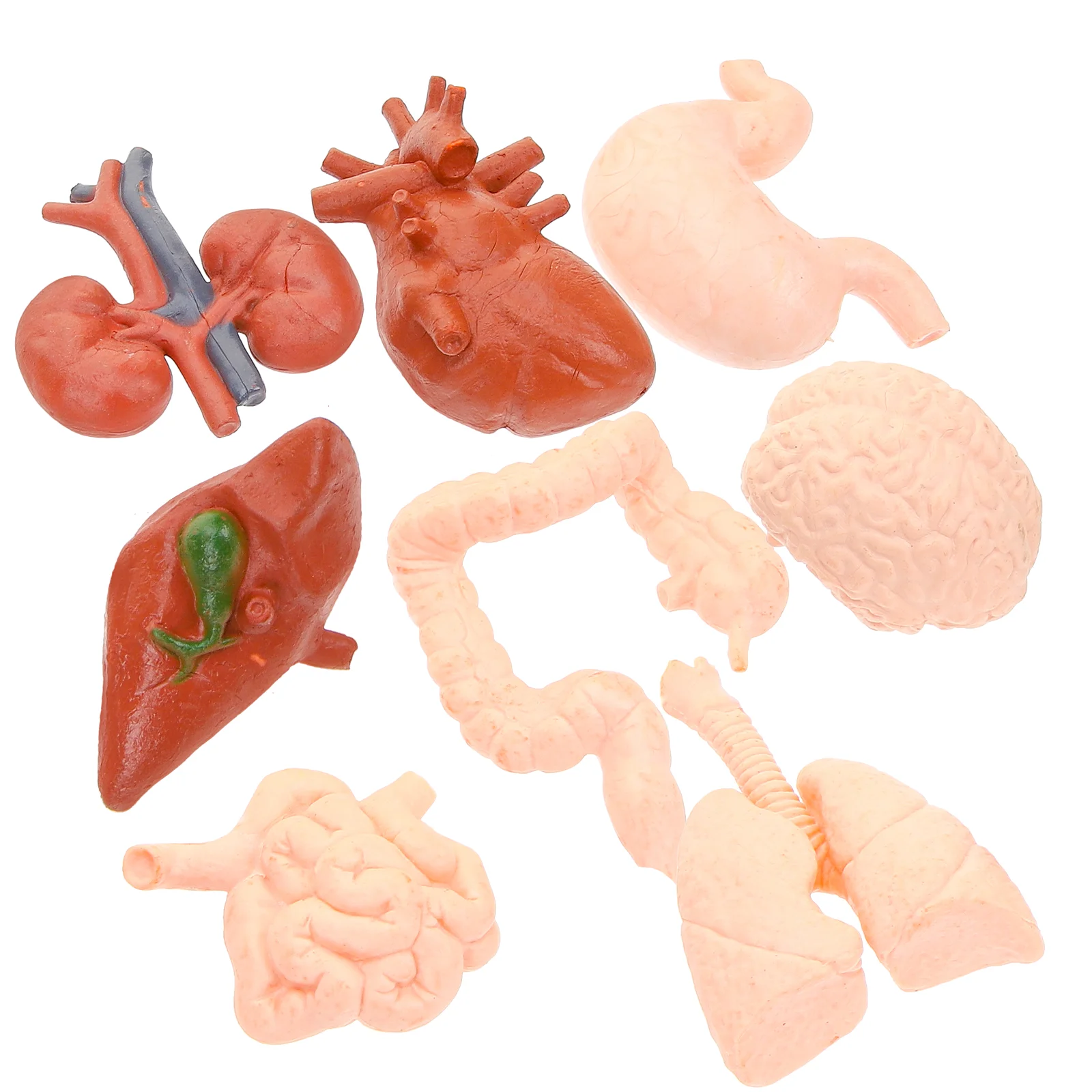 

Human Organ Model Teaching Props Doctors Student Tool Simulation Artificial Stomach Kids Mannequin