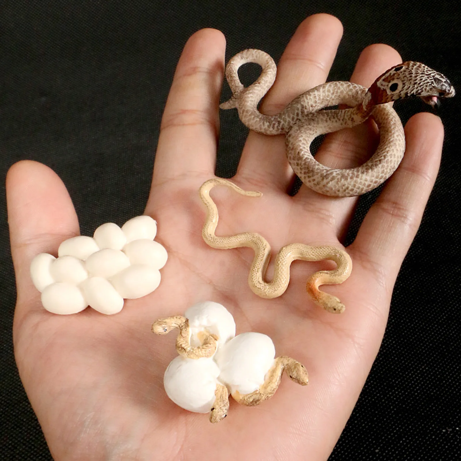 

Realistic Sand Python Cobra Growth Cycle Model Figurine Life Cycle Of Snake Miniature Ornament Educational Toys Figures Gift