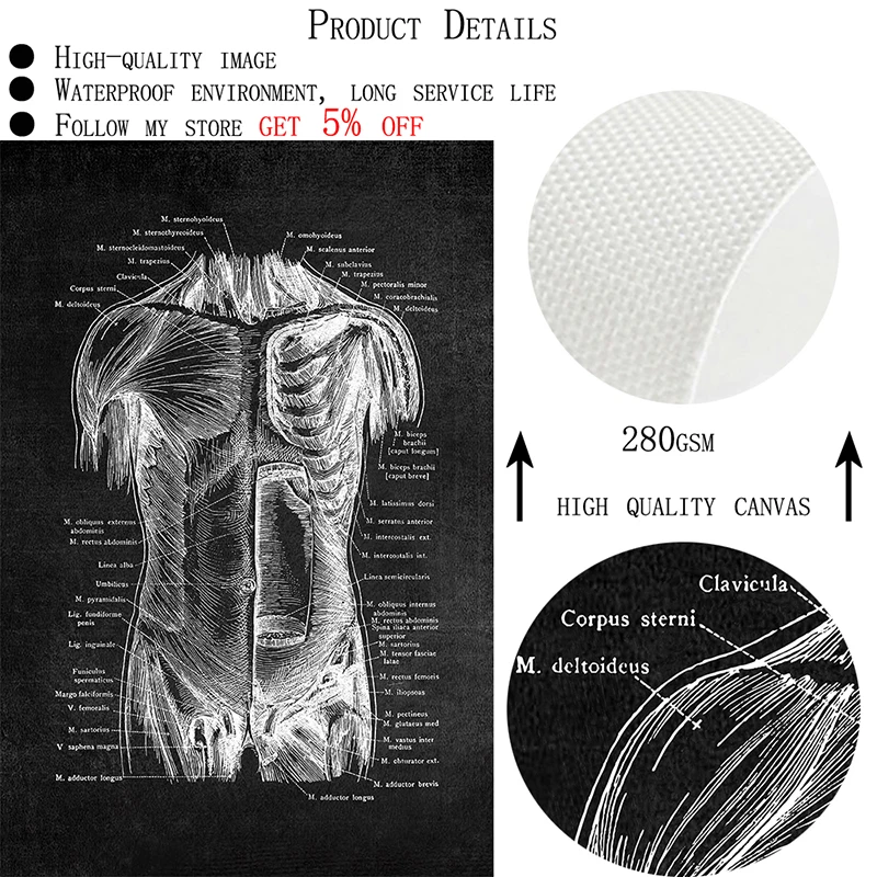 Настенные картины с мышцами скелета медицинская Анатомия человека Картина на