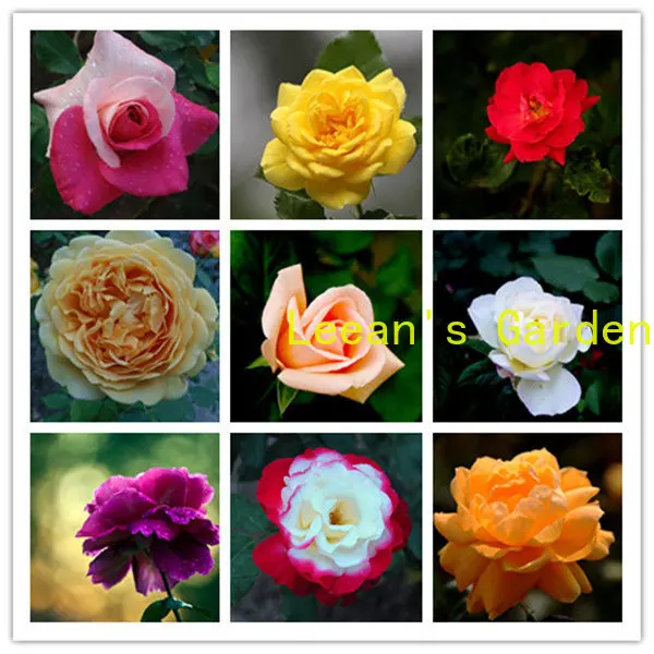 

100 шт. семена розы китайской, цветочные растения для домашнего ароматического декора, цветы, семена полупианита