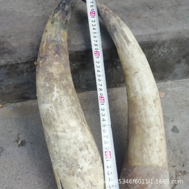 

Пара натуральных бычьих рогов