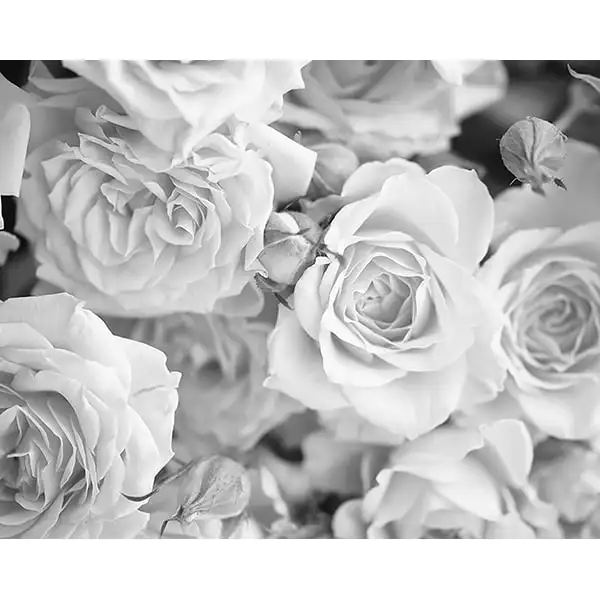 

Grey Petals Wall Mural Home Decor Wallpaper