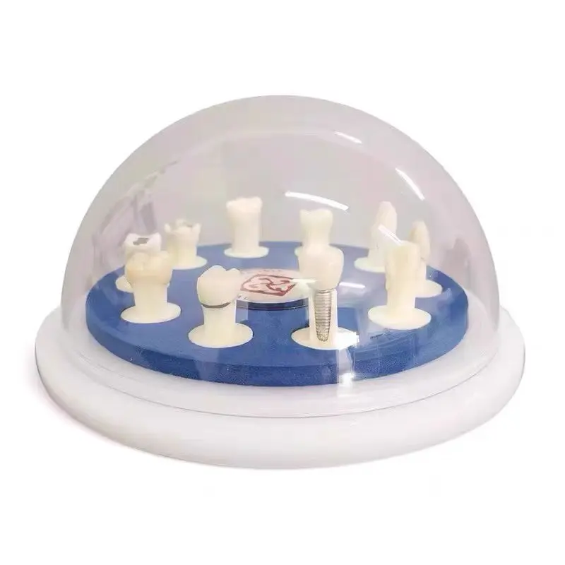 M6011 Модель зубной коронки для восстановления зубов Процесс керамической