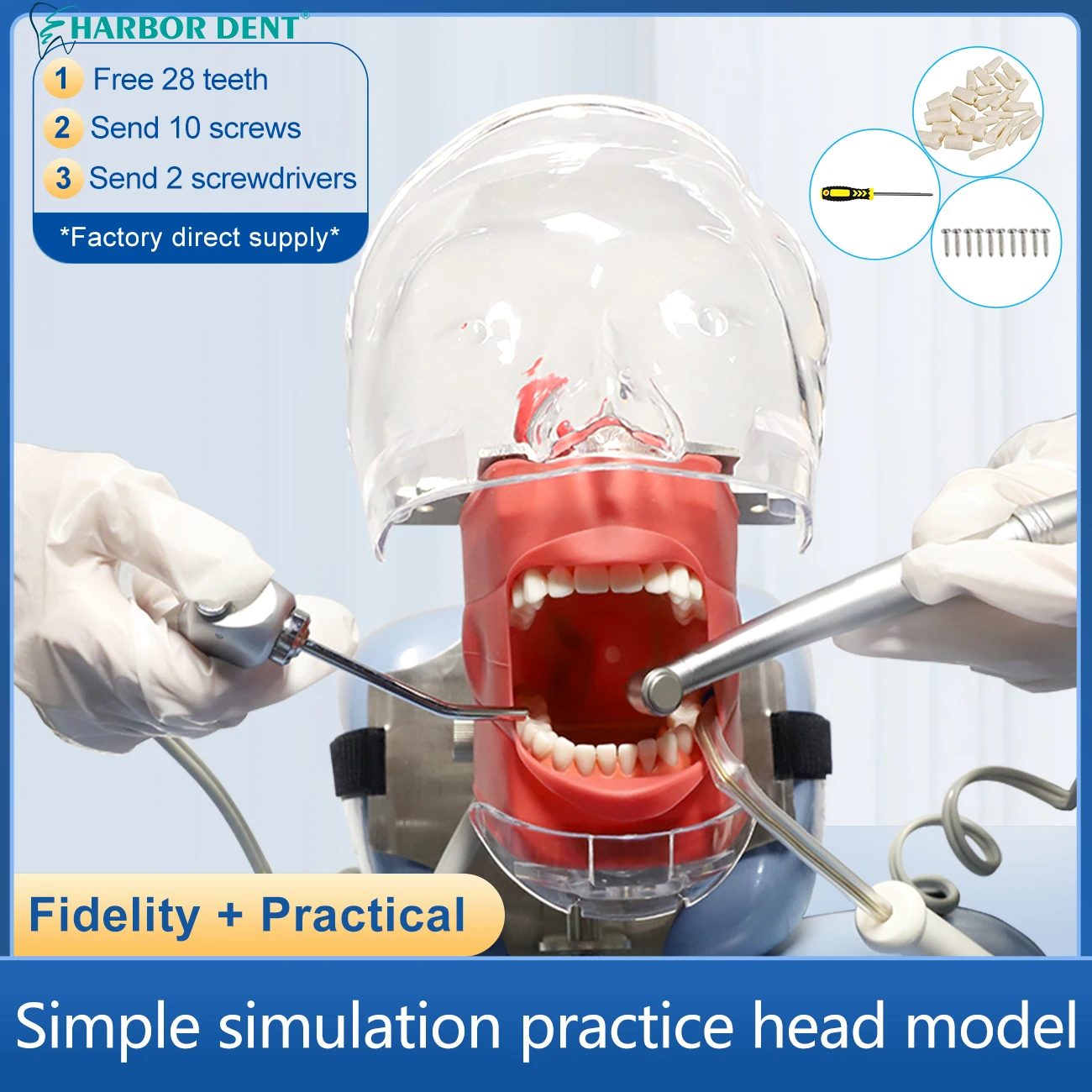 Стоматологическая фантомная голова с зубцами для учебной практики стоматолога