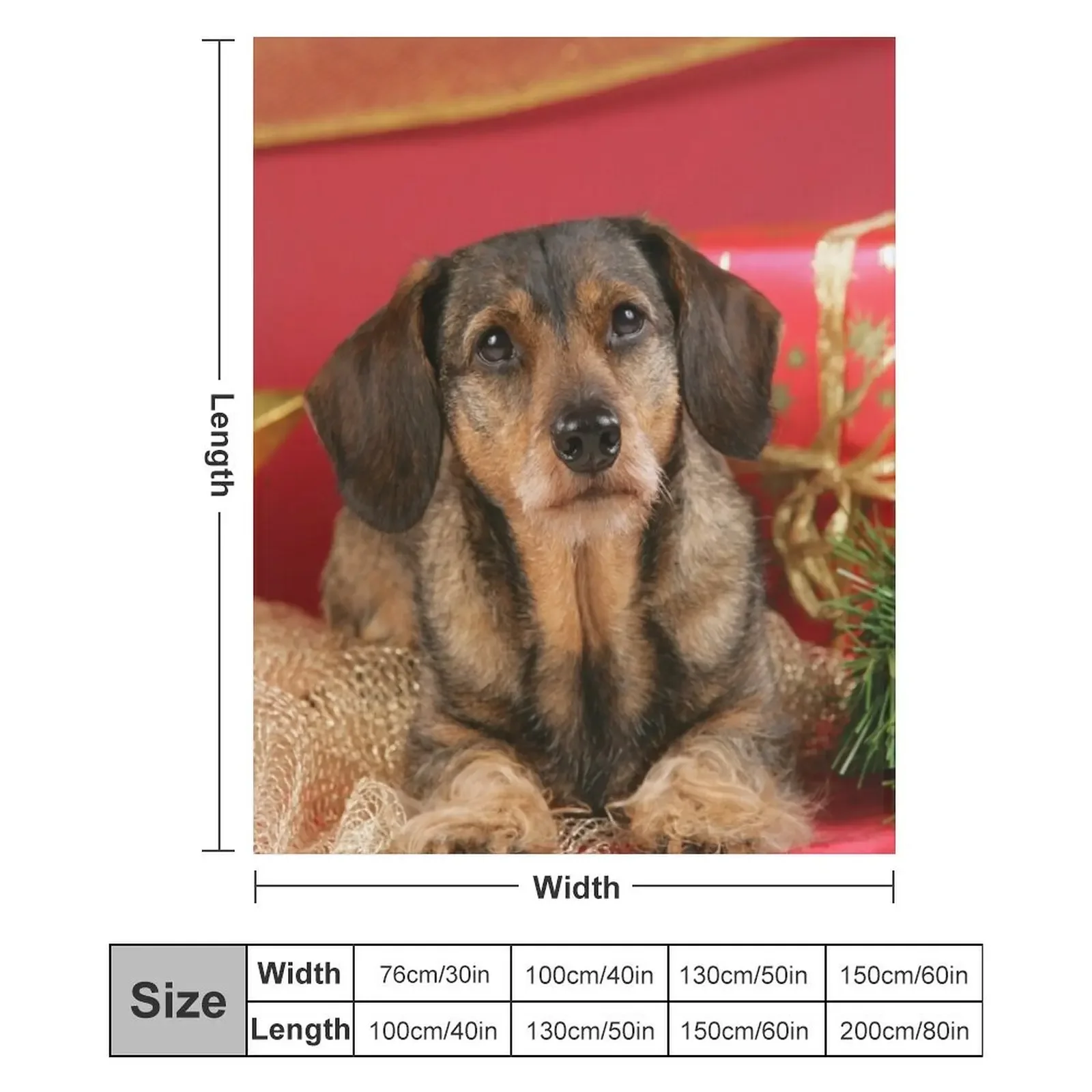 Сладкая проволочно-волосая собака-такса желает с Рождеством. Пледы и одеяла