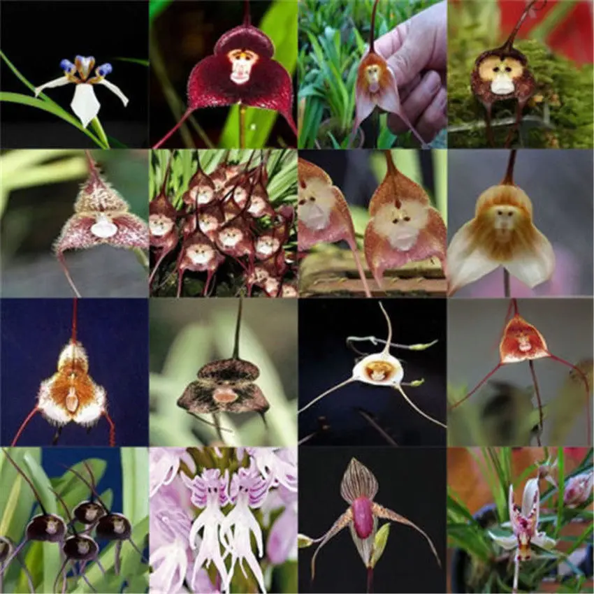 

50PCS/Pack " Edithcolea - Jilongjiao / Dracula Simia Monkey Face Orchid Flower / Puya berteroniana / " - Semillas