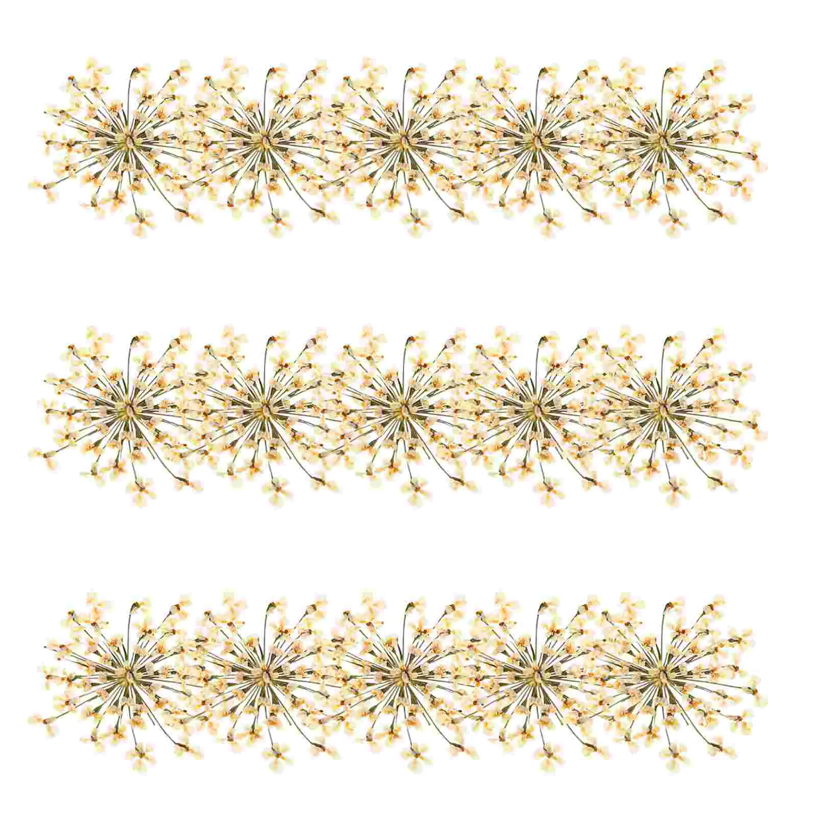 

48 Pcs Crafts Dried Flowers Decorative Pressed Handicrafts Supplies Natural DIY