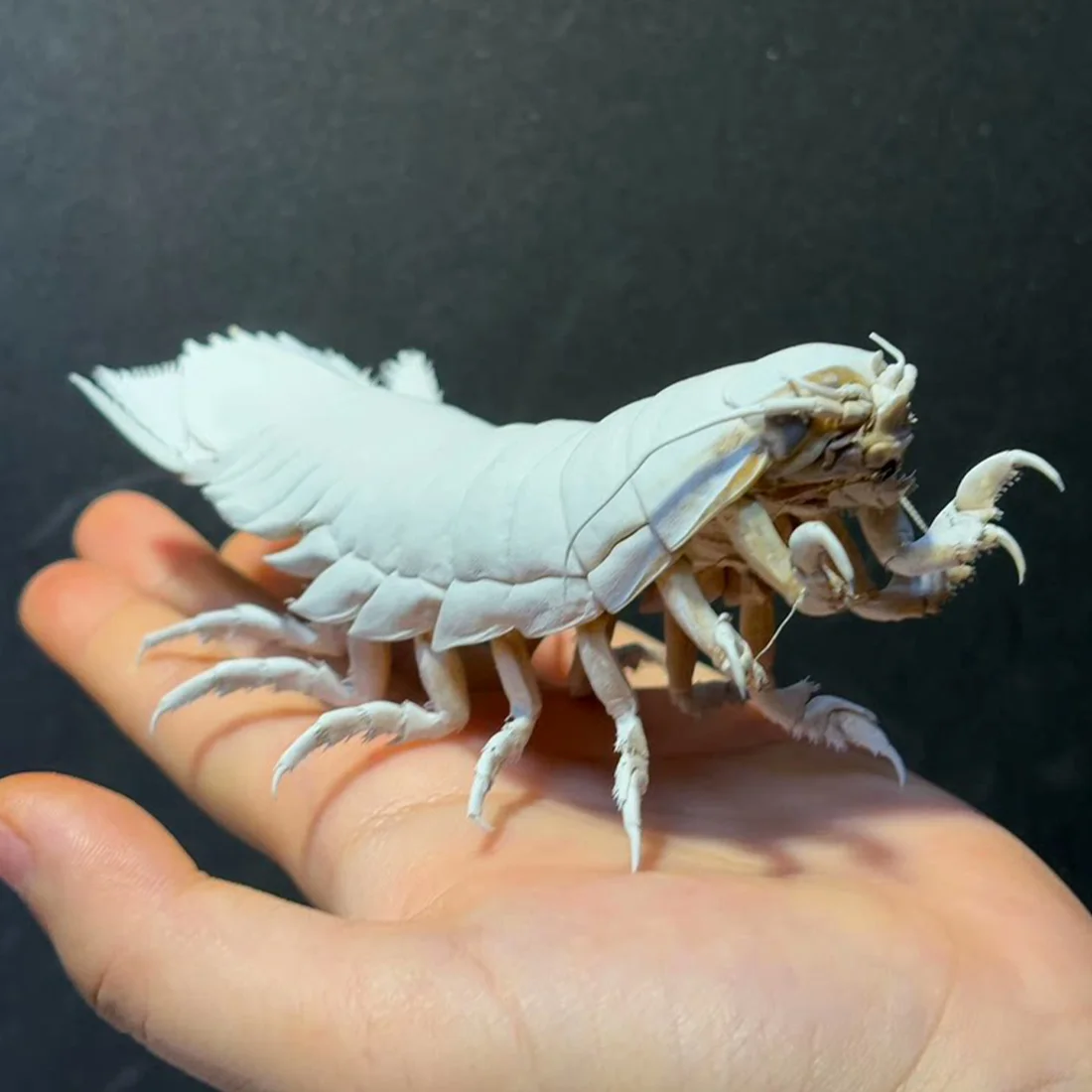 

Натуральный гигантский изопод Bathynomus Giganteus от ORIGIFTS