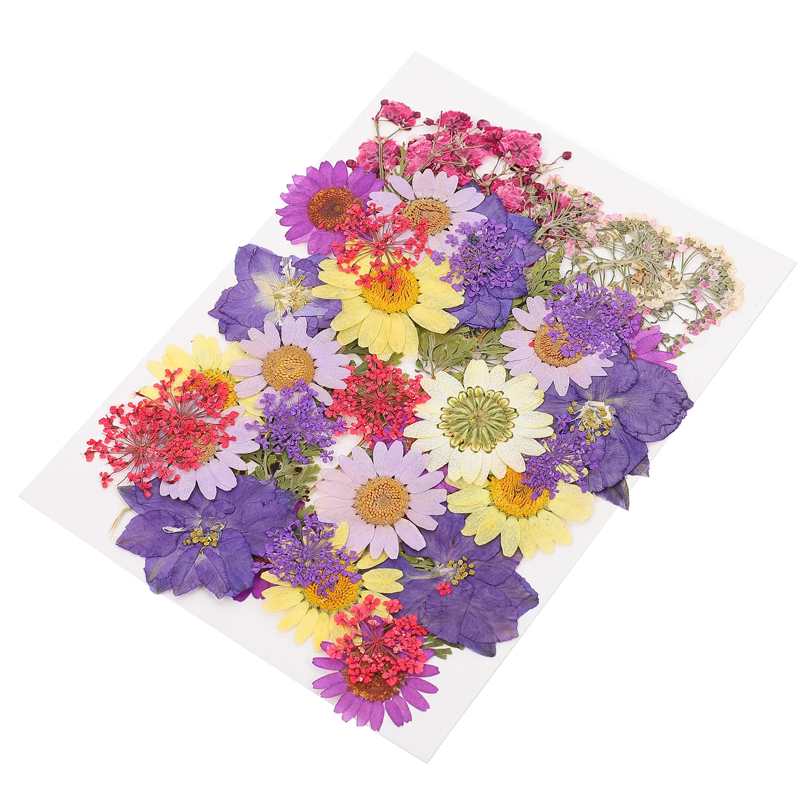 

40 Pcs Embossed Bag Real Nature Flowers Set Pressed Dried Scrapbooking Supplies Soap Floral Natural Daisy