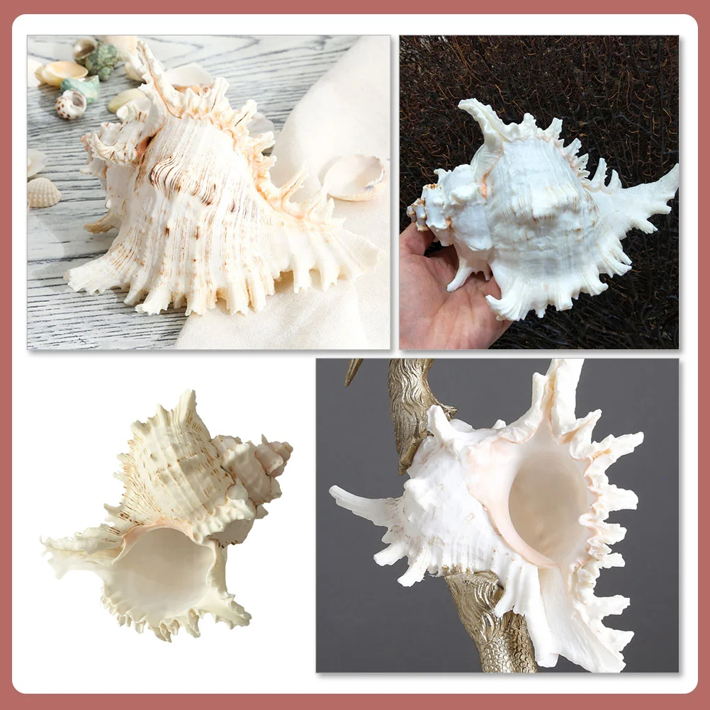 

Natural Conch House Ornaments Mediterranean Decor Gift Ocean Life Ornament Shell Nautical Marine Decor Seaside