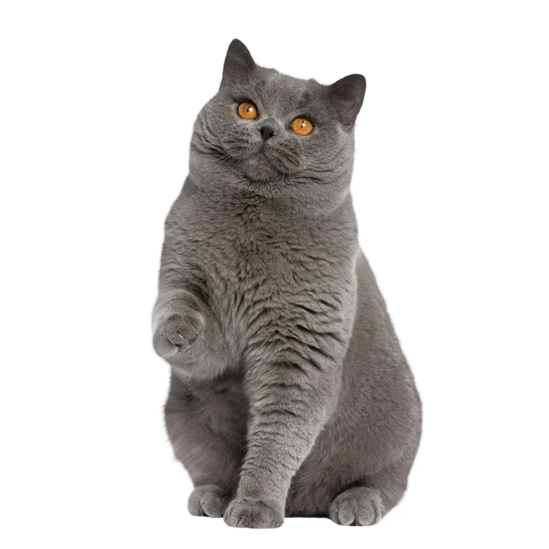 Наклейки на стену в виде кота английском стиле | Автомобили и мотоциклы