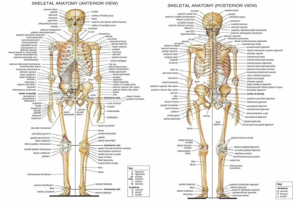

Анатомическая скелетная система человеческого тела, медицинская художественная пленка, Шелковый плакат, домашний Настенный декор