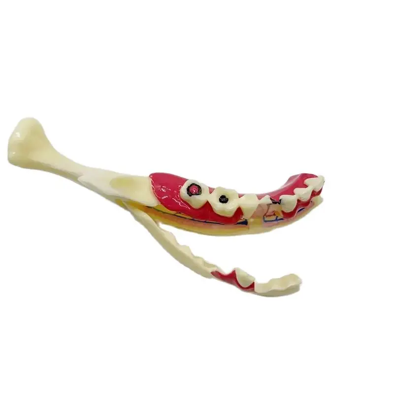 Мстительная стоматологическая обучающая модель структура зубов разложение