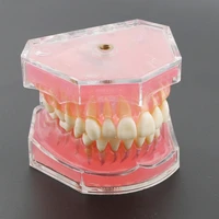 dental typodont standard teeth model soft gum 28pcs removable teeth m7008 with cheek
