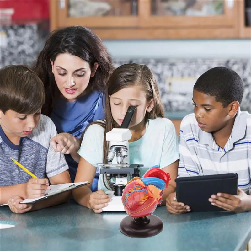 Фотореквизиты модели с бесплатной доставкой разобранных анатомических