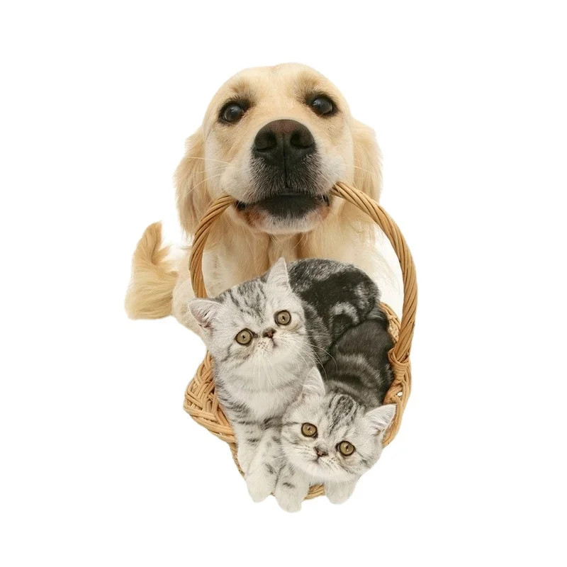 

3D simulation of cat and dog wall stickers living room bed children's kindergarten decorative painting