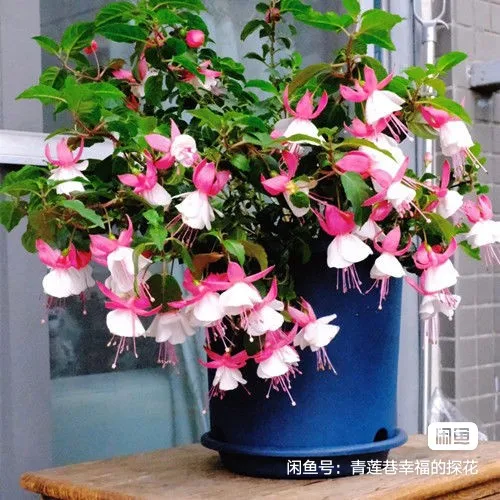 

50 шт, семена фуксия гибридная